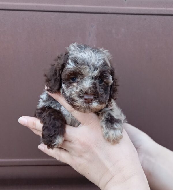 Lila Maltipoo Lila Maltipoo