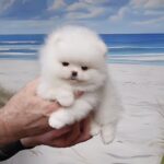 Liman-male-Pomeranian-puppy-for-sale-1