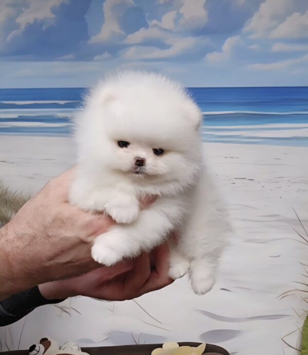 Liman Pomeranian Liman Pomeranian