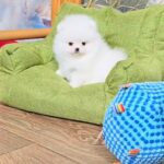 Liman-male-Pomeranian-puppy-for-sale-2