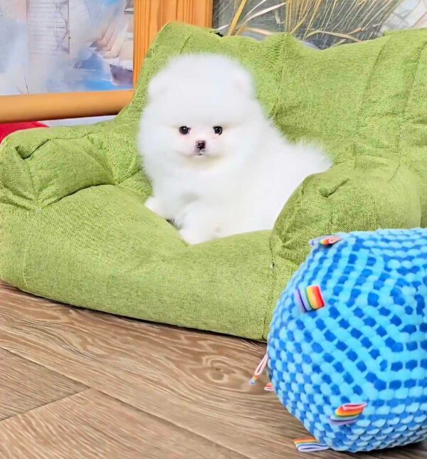 Liman Pomeranian Liman Pomeranian