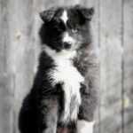 Limsa-female-Yakutian-Laika-puppy-for-sale-1