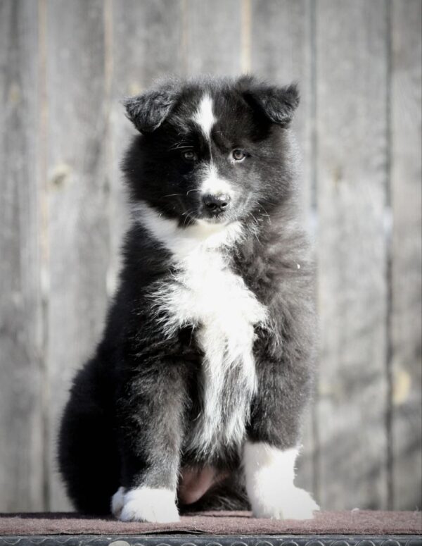 Limsa Yakutian Laika Limsa Yakutian Laika