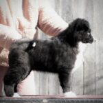 Limsa-female-Yakutian-Laika-puppy-for-sale-2