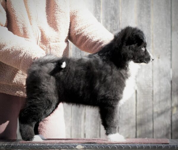 Limsa Yakutian Laika Limsa Yakutian Laika