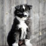 Limsa-female-Yakutian-Laika-puppy-for-sale-3