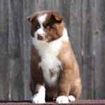 Limsan-male-Yakutian-Laika-puppy-for-sale-1