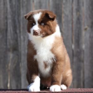 Limsan Yakutian Laika Limsan Yakutian Laika