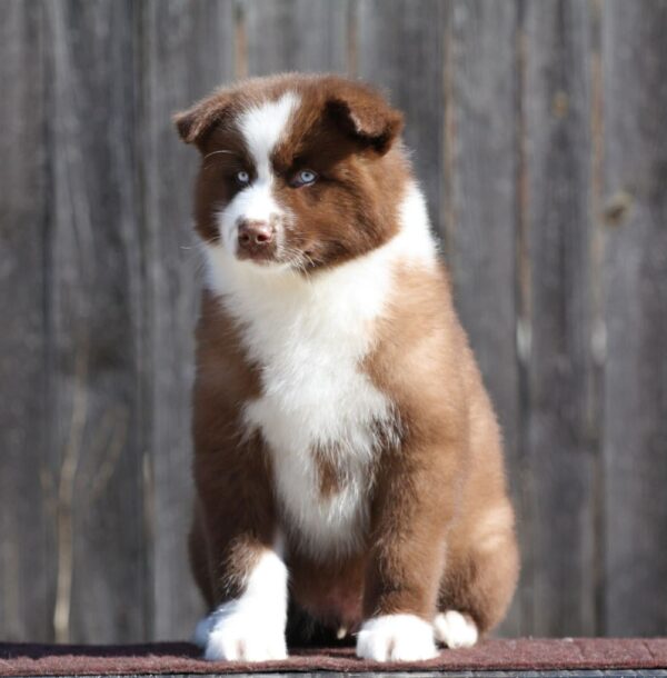 Limsan Yakutian Laika Limsan Yakutian Laika