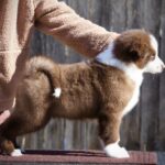 Limsan-male-Yakutian-Laika-puppy-for-sale-2