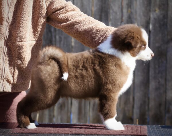 Limsan Yakutian Laika Limsan Yakutian Laika