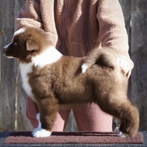 Limsan Yakutian Laika Limsan Yakutian Laika