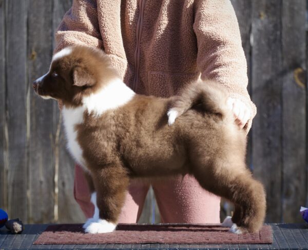 Limsan Yakutian Laika Limsan Yakutian Laika