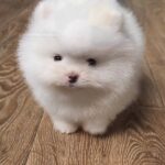 Lirra-female-Pomeranian-puppy-for-sale-1