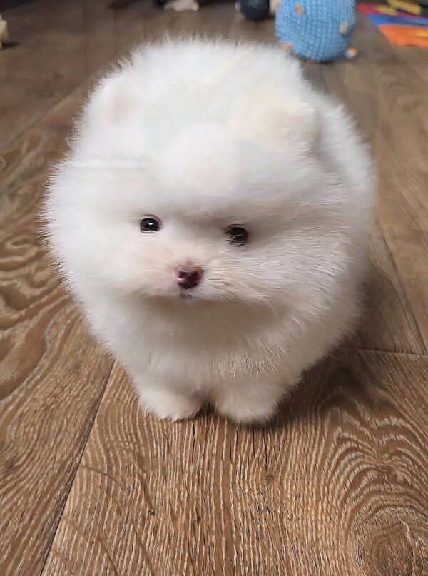 Lirra Pomeranian Lirra Pomeranian