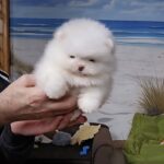 Lirra-female-Pomeranian-puppy-for-sale-2