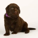Lissa-female-labrador-retriver-puppy-for-sale-1 (1)