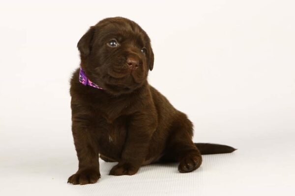 Lissa Labrador Retriever Lissa Labrador Retriever