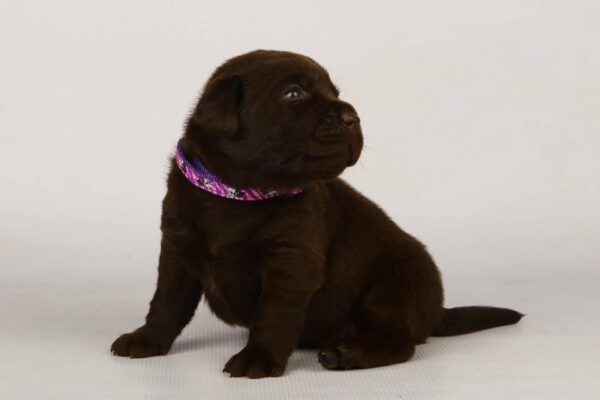 Lissa Labrador Retriever Lissa Labrador Retriever