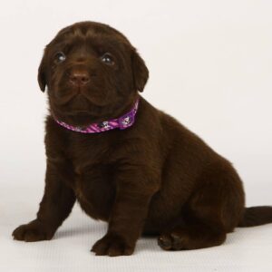 Lissa Labrador Retriever Lissa Labrador Retriever