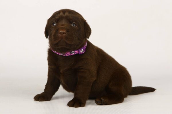 Lissa Labrador Retriever Lissa Labrador Retriever