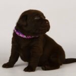 Lissa-female-labrador-retriver-puppy-for-sale-1 (4)