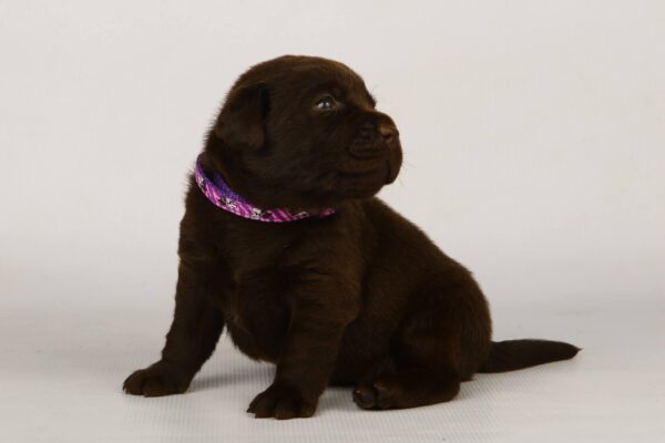 Lissa Labrador Retriever Lissa Labrador Retriever