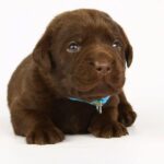 Liya-female-labrador-retriver-puppy-for-sale-1 (2)