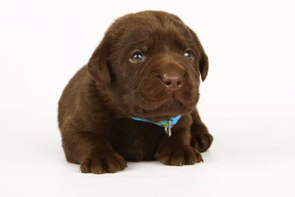 Liya Labrador Retriever Liya Labrador Retriever