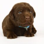 Liya-female-labrador-retriver-puppy-for-sale-1 (3)
