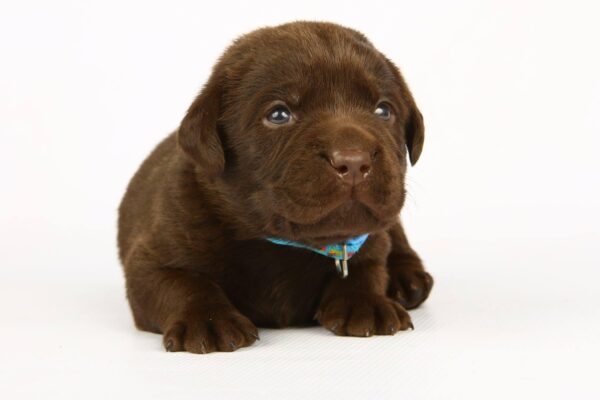 Liya Labrador Retriever Liya Labrador Retriever