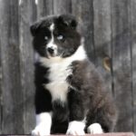 Loysar-male-Yakutian-Laika-puppy-for-sale-1