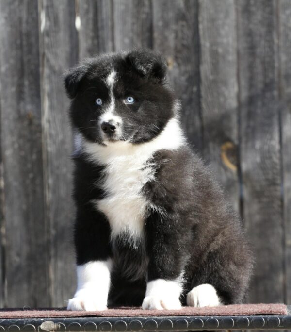 Loysar Yakutian Laika Loysar Yakutian Laika