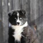 Loysar-male-Yakutian-Laika-puppy-for-sale-2