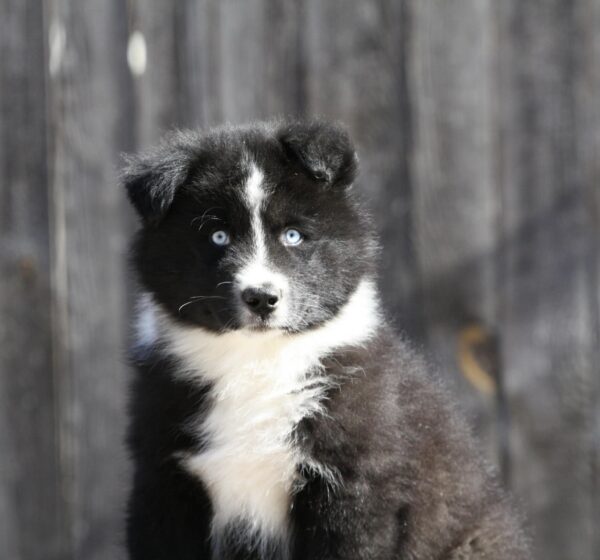 Loysar Yakutian Laika Loysar Yakutian Laika