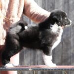 Loysar-male-Yakutian-Laika-puppy-for-sale-3