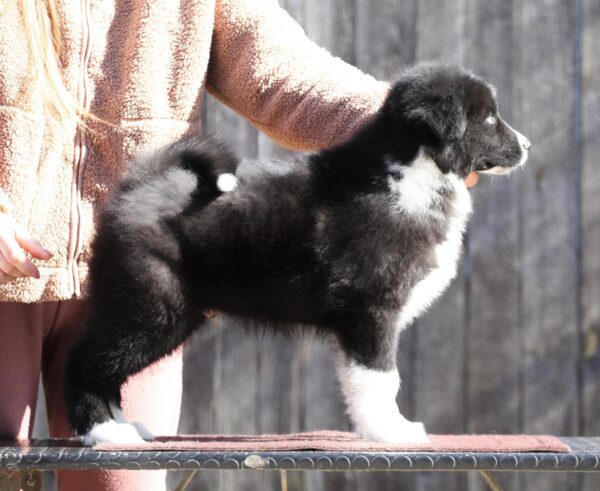 Loysar Yakutian Laika Loysar Yakutian Laika