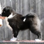 Loysar-male-Yakutian-Laika-puppy-for-sale-4