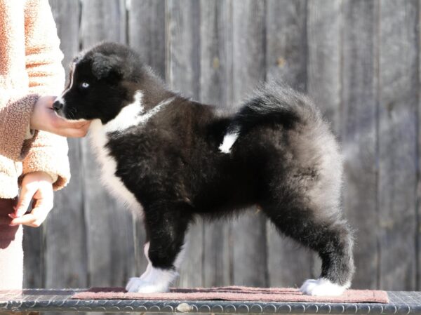 Loysar Yakutian Laika Loysar Yakutian Laika