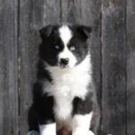 Luar-male-Yakutian-Laika-puppy-for-sale-1