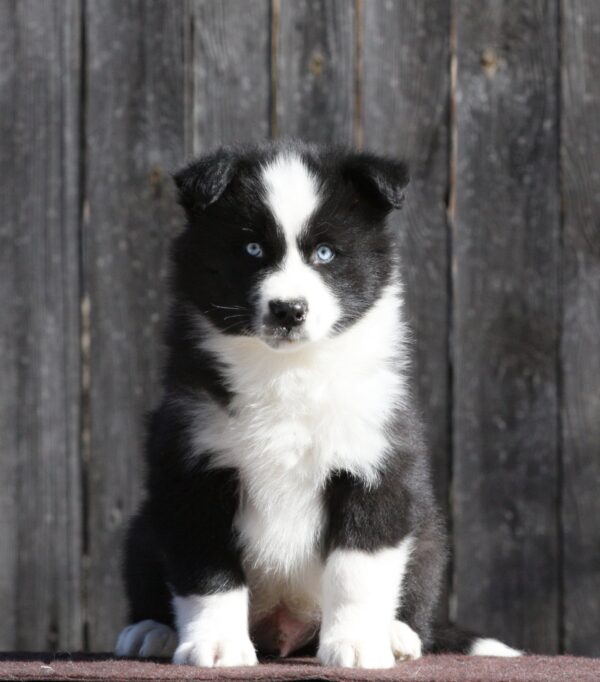 Luar Yakutian Laika Luar Yakutian Laika