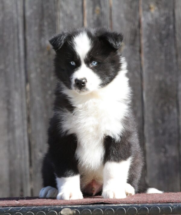 Luar Yakutian Laika Luar Yakutian Laika