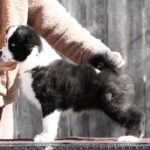 Luar-male-Yakutian-Laika-puppy-for-sale-3