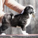 Luar-male-Yakutian-Laika-puppy-for-sale-4