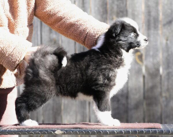 Luar Yakutian Laika Luar Yakutian Laika