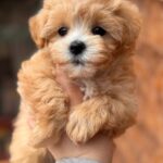 Malia-female-Maltipoo-puppy-for-sale-1