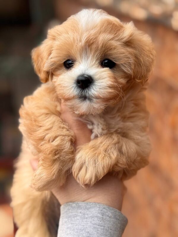 Malia Maltipoo Malia Maltipoo
