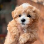 Malia-female-Maltipoo-puppy-for-sale-2