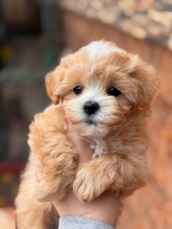 Malia Maltipoo Malia Maltipoo