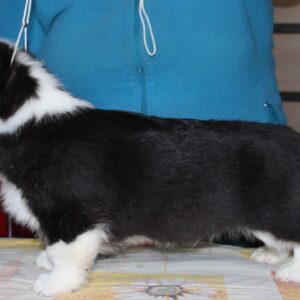 Manson Welsh Corgi Manson Welsh Corgi